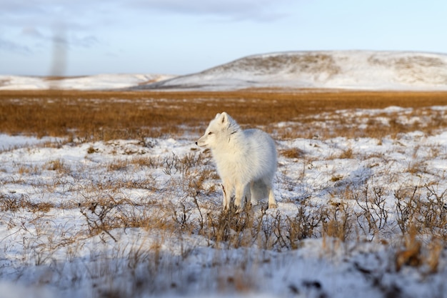 Zdjęcie lis polarny (vulpes lagopus) zimą w syberyjskiej tundrze