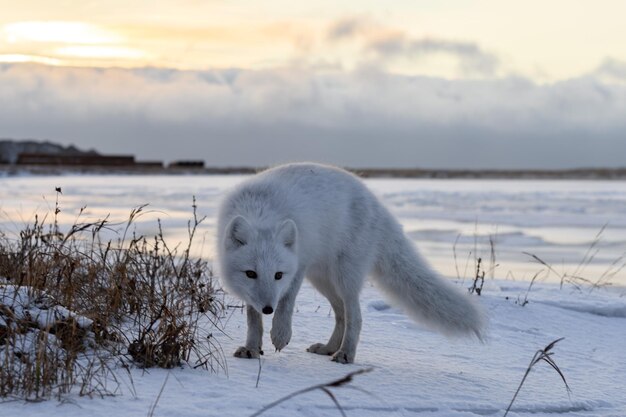 Lis polarny Vulpes Lagopus zimą w syberyjskiej tundrze