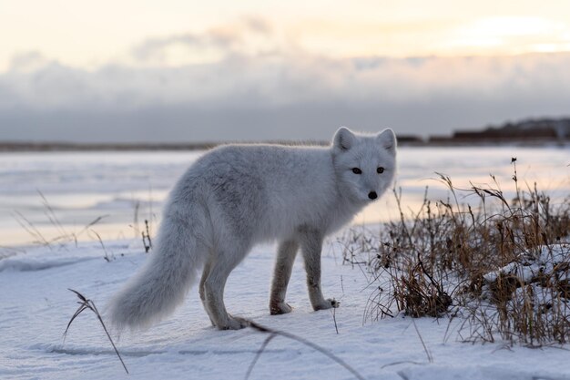 Lis polarny Vulpes Lagopus zimą w syberyjskiej tundrze