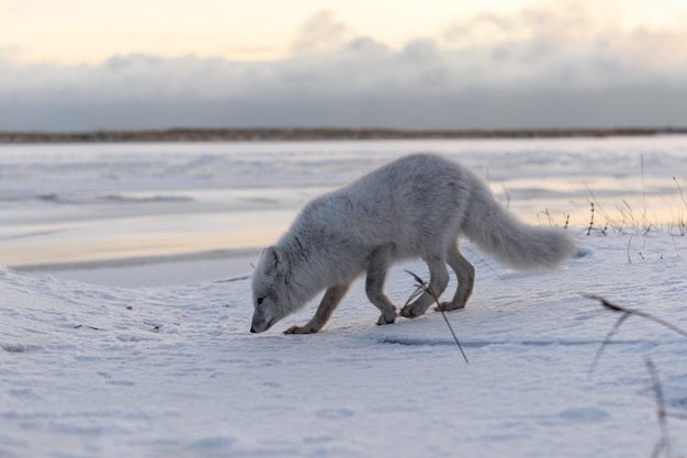 Lis polarny Vulpes Lagopus zimą w syberyjskiej tundrze