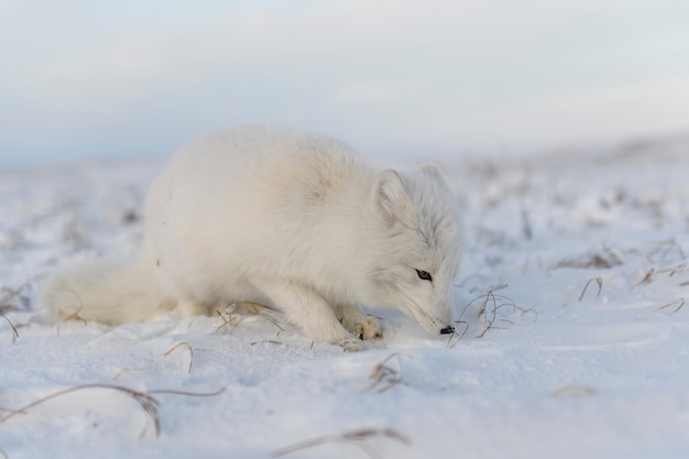 Lis polarny (Vulpes Lagopus) zimą w tundrze syberyjskiej