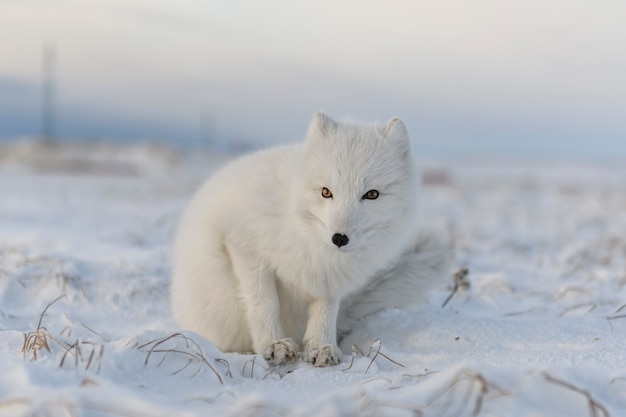 Lis polarny (Vulpes Lagopus) zimą w tundrze syberyjskiej