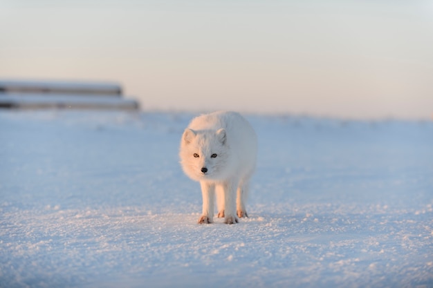 Lis polarny (Vulpes Lagopus) zimą w tundrze