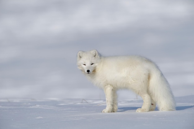 Lis polarny w płaszczu zimowym