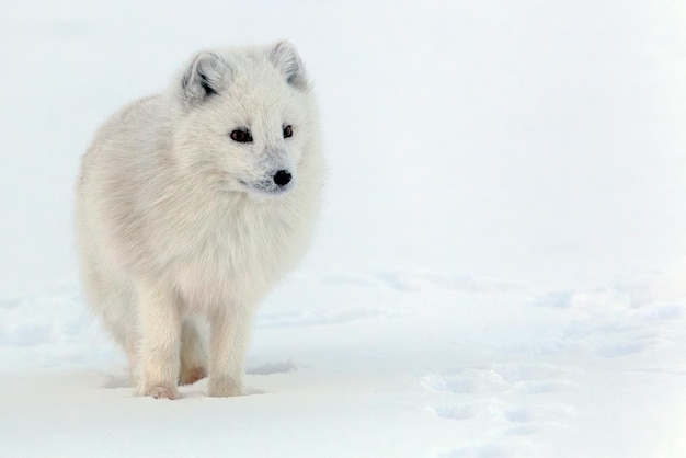 Zdjęcie lis polarny w zimowym futrze, vulpes lagopus, svalbard, longyearbyen