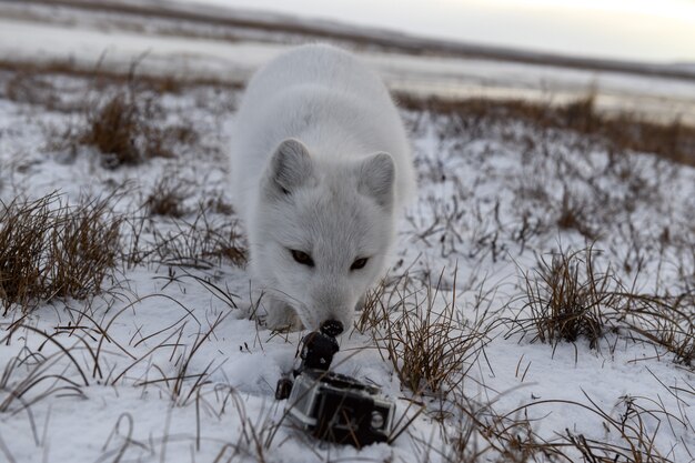 Lis polarny zimą w tundrze, patrząc na kamerę akcji.