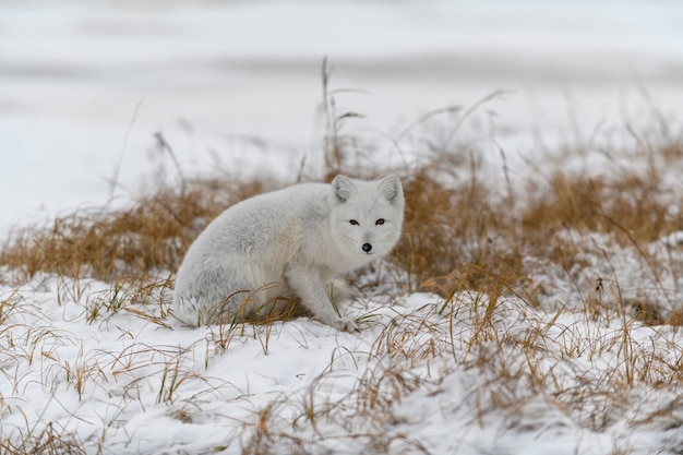 Lis polarny zimą w tundrze syberyjskiej.