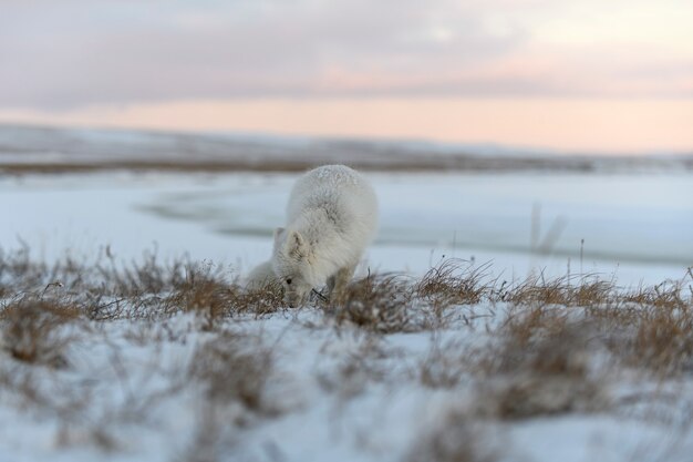 Lis polarny zimą w tundrze syberyjskiej.