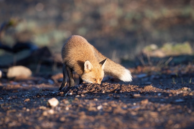 Lis pospolity lub rudy Vulpes vulpes na hiszpańskich użytkach zielonych