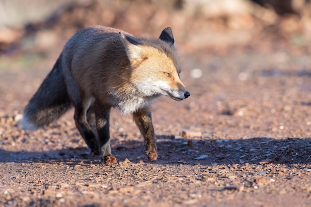 Lis pospolity lub rudy Vulpes vulpes portret