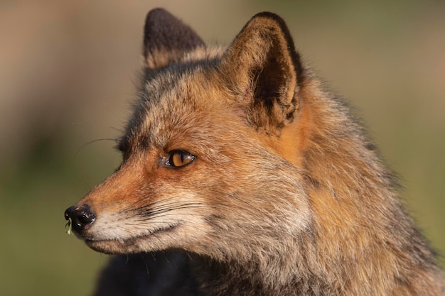 Lis rudy Vulpes vulpes Malaga Hiszpania