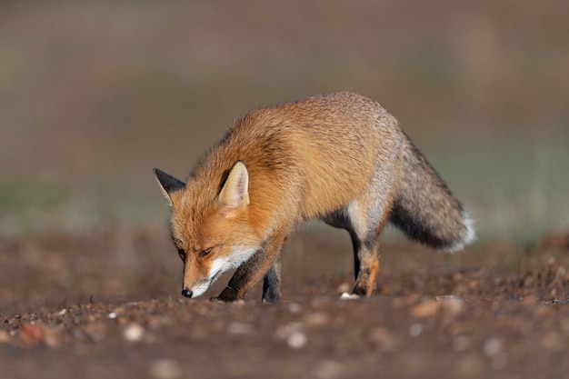 Lis rudy (Vulpes vulpes) Malaga, Hiszpania