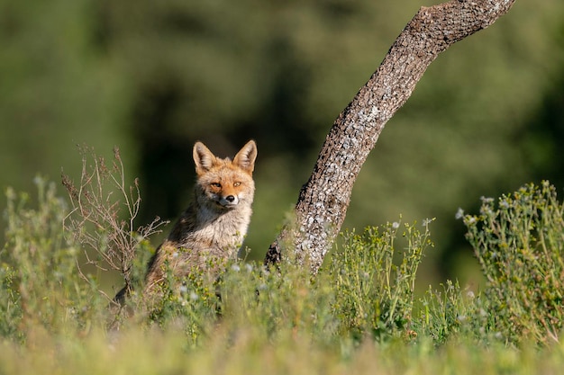 Lis rudy (Vulpes vulpes) Malaga, Hiszpania