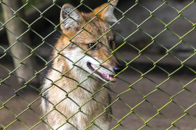 Lis został uwięziony w klatce bez wolności