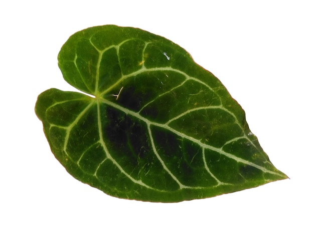 Liść Anthurium crystallinum izolowany na białym tle