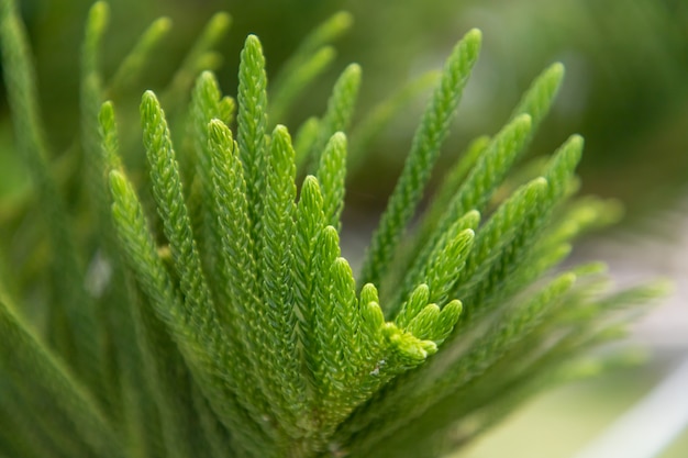 Liść Araucaria heterophylla.