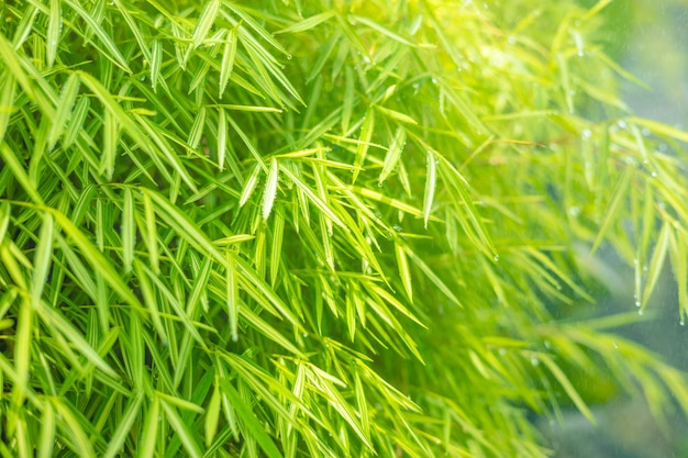 Liść bambusa azjatycka natura zielone liście mokre wilgotne deszcz na tapetę w tle