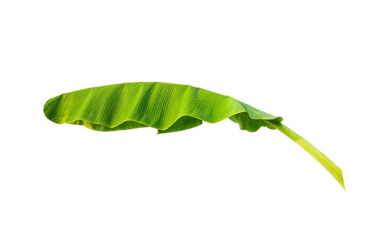 Liść bananowca na białym tle