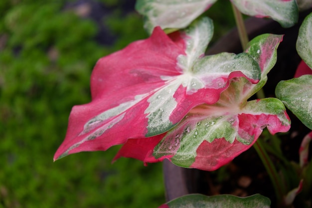 Liść Caladium Bicolor Z Bliska