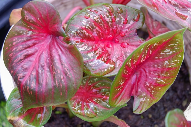 Zdjęcie liść caladium bicolor z bliska