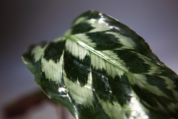 Liść Calathea Helen Kennedy zielony wzór zbliżenie na parapecie w jasnym świetle słonecznym z cieniami Doniczkowe rośliny domowe zielony wystrój domu pielęgnacja i uprawa odmiana Marantaceae Kopiowanie miejsca