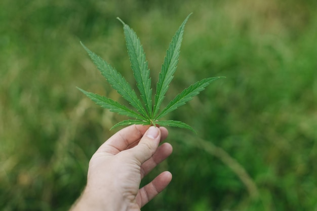 Liść Cannabis Sativa w dłoni na zielonym tle Medyczna uprawa marihuany rolnik uprawiający konopie