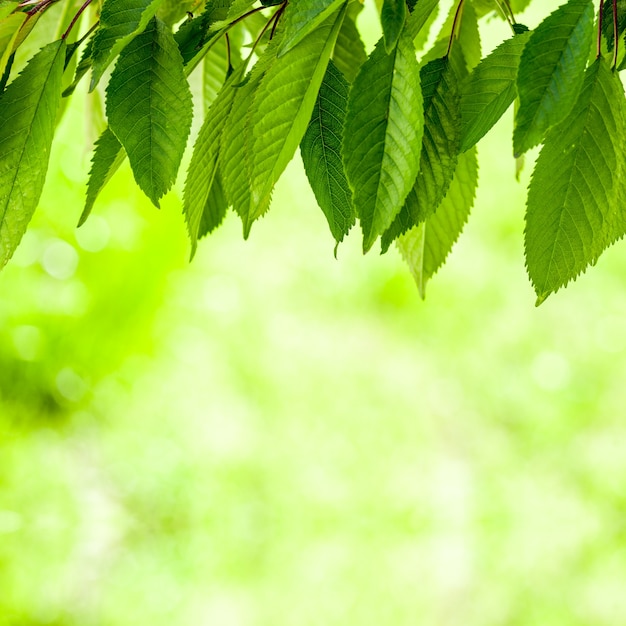 Liść drzew leśnych. natura zielone światło słoneczne drewna tła.