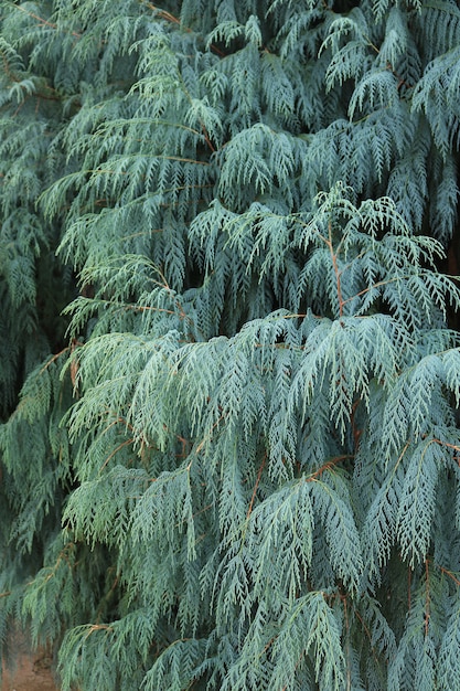 Zdjęcie liść juniperus chinensis tło