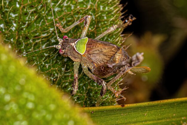 Liść Katydid Nimfa