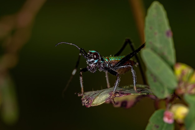 Liść Katydid Nimfa