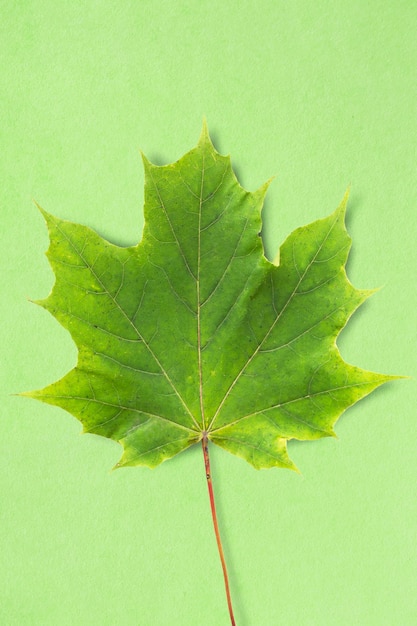 Zdjęcie liść klonu na zielono