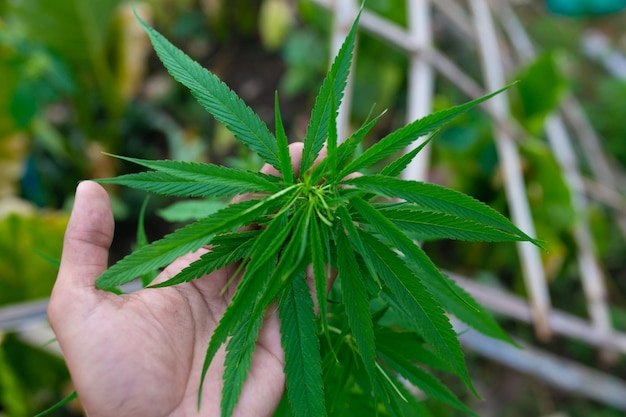 Liść konopi indyjskich w ręku Roślina marihuany Cannabis sativa