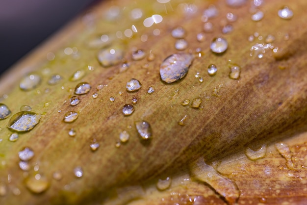 Liść makro w jesiennych kolorach pokryty kroplami rosy. Poranny deszcz i miękkie światło słoneczne, bliska natura