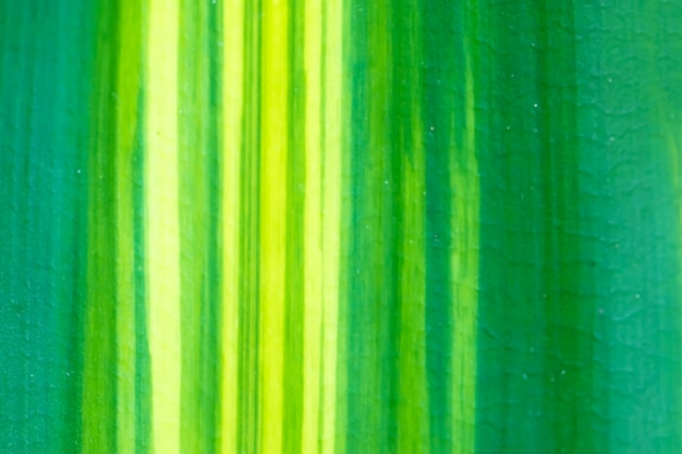 Liść Makro Zielony
