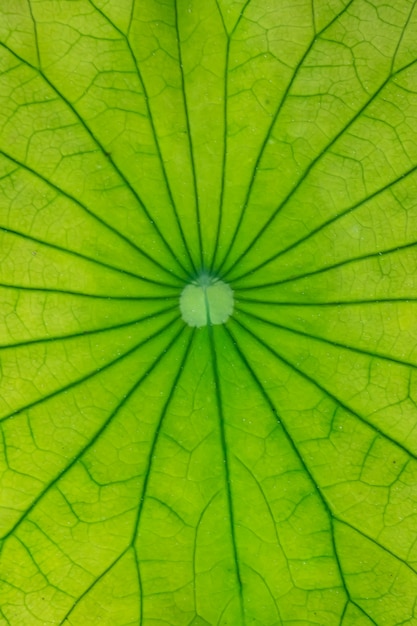 liść makro zielony