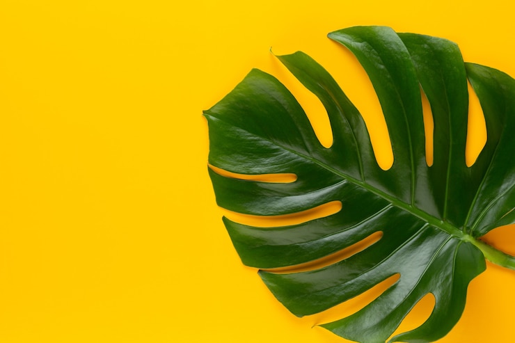Zdjęcie liść monstera na kolorowym tle. liść palmowy, prawdziwa roślina szwajcarskiego sera z tropikalnej dżungli. widok płaski i górny.