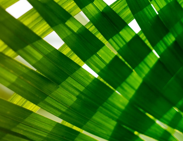 Liść palmowy Rośliny tropikalne Natura zielone tło