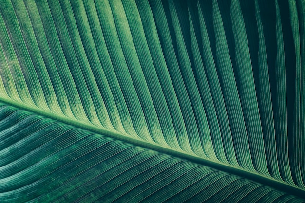 liść palmowy tekstura ciemne tło natury