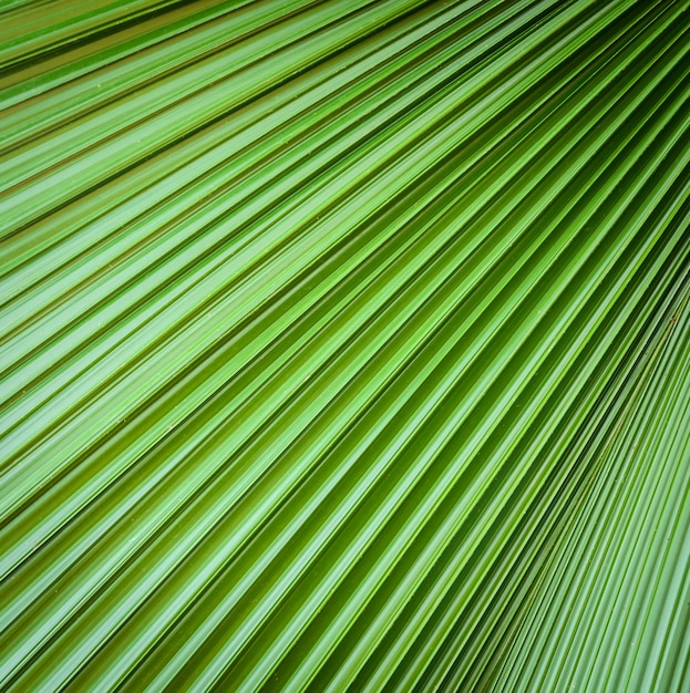 Liść palmowy tekstura tło