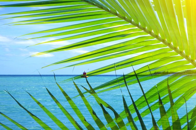 Zdjęcie liść palmowy z morzem w tle