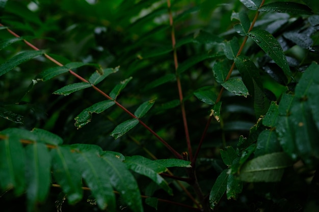 Liść paproci z wodą spada zbliżenie po deszczu