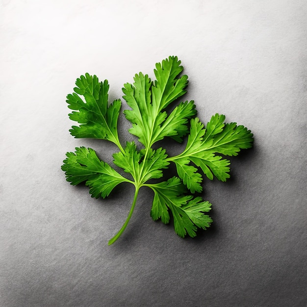 Liść pietruszki Wszechstronne zioło do Twojej kuchni jasny obraz tła