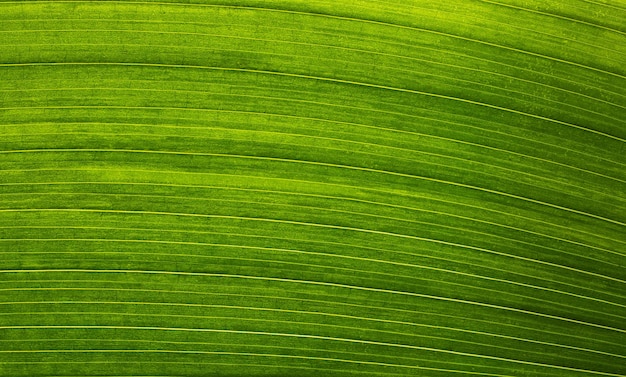 Liść przeznaczone do walki radioelektronicznej Fotografia makro Zielony liść tekstury