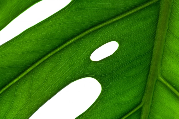 Liść rośliny Monstera