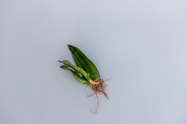 Liść rośliny węża ze szczeniętami i korzeniami na izolowanym białym tle i selektywnym skupieniu