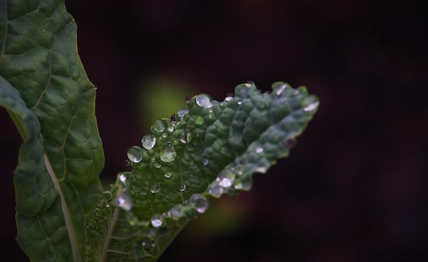 Liść rośliny z kropelkami wody