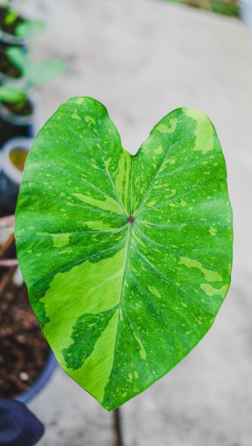 Zdjęcie liść tło z colocasia lemin lime gekon blisko u