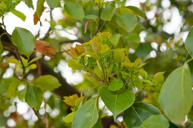 Liść Tulipanowca Na Wiosnę. Liriodendron Tulipifera. Selektywne Skupienie. Tło Wiosna.