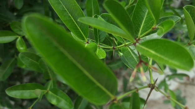 Liść z małym zielonym liściem