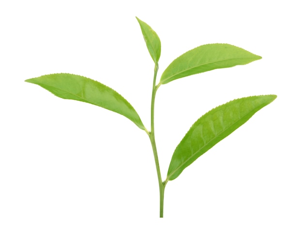 Liść zielonej herbaty na białej powierzchni